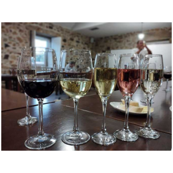 curso cata de vinos 13